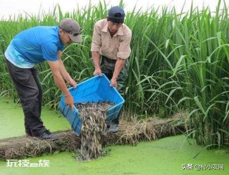 茭白在农村叫什么名字(茭白的特点以及高产的栽培技术)-图片2